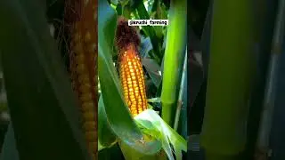 #subscribe #viral #reels #shorts #love #song #coolie #viralvideo #youtubeshorts #agriculture #maizen