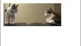 Cat named Cash is patiently waiting his turn.