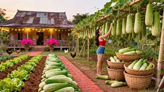 Use Truck to Harvesting Tons Gourds from Villager, Transport Go to Countryside Market Sell