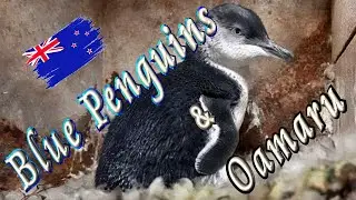 🐧 Trip to see Blue Penguin - World's smallest penguin (NZ)🌊