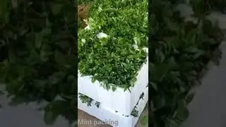 mint packing for export #agriculture #harvester #field #fresh #cultivation #packing