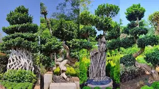 10 लाख का एक बोनसाई | सबसे बड़ा बोन्साई संग्रह | Punjab's Largest Bonsai Collection | Malerkotla