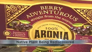 Unique fruit being re-popularized in the Driftless Region
