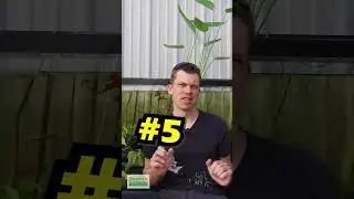 6 TIPS TO IMPROVE YOUR PLANT GROWTH WITHOUT SPENDING A PENNY!