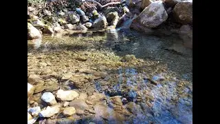 semina di trotelle fario nel fiume Lambro e suoi affluenti