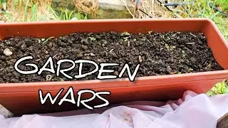 Gardening War Over These Planters | New Plant Again #gardeningthroughthewindow