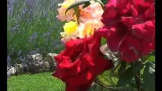 Fernan Birdy sentir la alegr&iacute;a