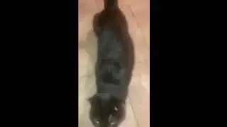 Maddie Saved From Euthanasia | Save Our Strays