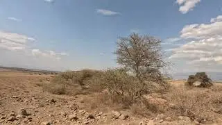 Plus Ultra Ngorongoro Crater Savannah Drive