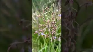 Australian wildflowers