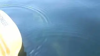 Phantom turtle
