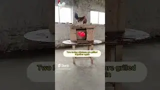 Chicken couple love challenge #short #chickenlove #kuteentertainment