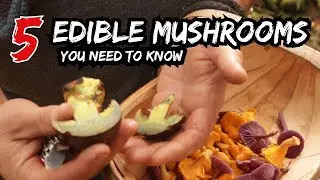 5 WILD EDIBLE MUSHROOMS YOU NEED TO KNOW - Foraging For Free Food With A Mushroom Expert