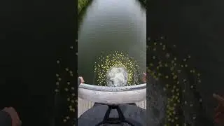 Giant Bag of Rubber Ducks Dropped Off a High Bridge Into the River (POV) #bridgedrop #youtubeshorts