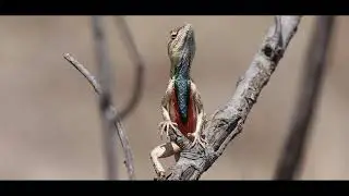 Sitana (Fan Throated Lizard) Sitana ponticeriana #lizard #wild#Sitana ponticeriana#wildlife