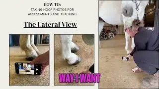 Perfect Hoof Photos: Angle Tips for Horse Owners