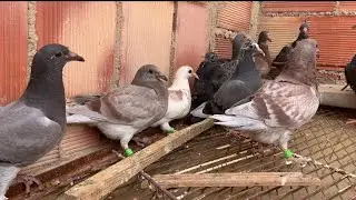 حمام ممتاز للبيع عند البطل الكبير لمن يهمه الأمر مرحبا بيه🕊️🕊️🕊️  0655960306☎️☎️☎️