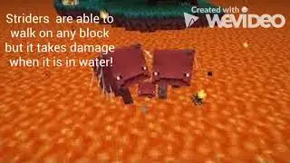 5 facts about Minecraft 1.15 the nether update!