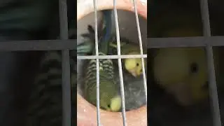 Beautiful Birds Video | Nature&rsquo;s Cute Little Birds#Birds#BeautifulBirds#CuteBirds#Nature#BirdVideo