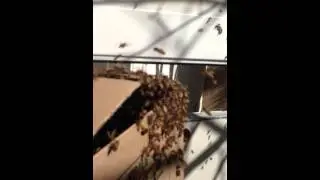 Bee Removal Orange County CA