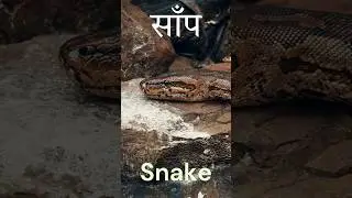 Learn 5 Crawling Animals | Hindi + English Animal Names for Kids
