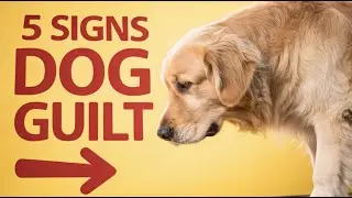 5 Uncommon Signs Your Dog Feels Guilty &ndash; Decode Their Heart Today