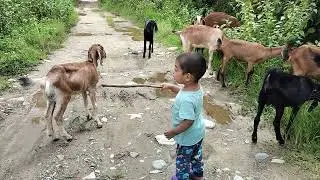 Village goat