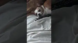 Gizmo The Gremlin Hungry now