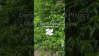 Dense Florida Backyard Bamboo Privacy Hedge | Fast Growing Green Wall Screen for Homes in Orlando