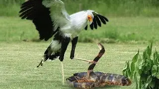 Secretary Bird vs Venomous Snake!&rdquo;# snake# viral 