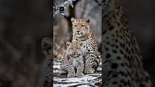 Snow Leopard Mother Saves Her Cub