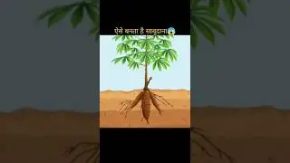 Aise🤑 banta hai Sabudana 😱 #facts #sabudana #information #amazing #reels #viral shorts #earth #food