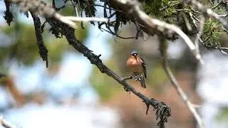 Pinson des arbres