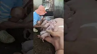 newborn piglets breastfeeding 🐖