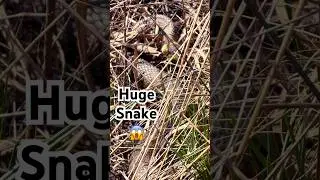 We found a huge Grass Snake