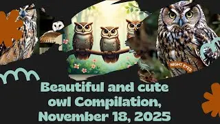 Beautiful and cute owl Compilation, November 18, 2025