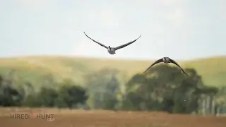 Stunning Canada Goose Slow Motion from Hired to Hunt