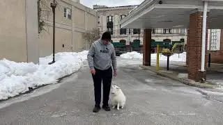 Rosa&rsquo;s K-9 Training (Pomsky Obedience)