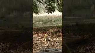 TadobaVlog 🐯 Female Tiger #forest #jimcorbett #corbett #motivation #tadoba #wildlife #animals