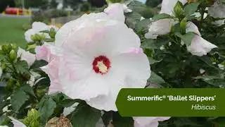 Summerific Hibiscus by Proven Winners | Bold, Beautiful Blooms for Every Garden