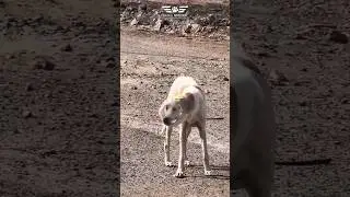 Dog got stuck in a plastic Dabba | AWCS Hyderabad #dog #dogs #rescue #dogshort #viral #hyderabad