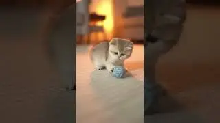 From sad to happy kitten 😻