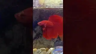 Red Spade tail Betta Fight #bettafish #fishlover #foryou #aquarium #shorts #fishaquarium #fyp #viral