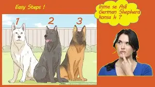 How to Identify a Pure German Shepherd | Hindi | Pet Information And Puppy Point