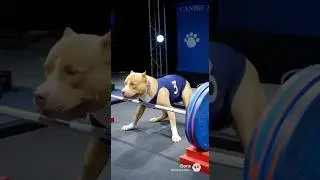 When Animal competition isn&rsquo;t fair anymore😂 #fypシ #fypage  #likeandsubscribe #ai #weights #catwins