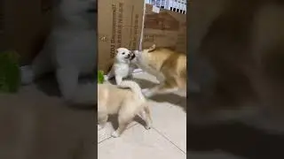 #dogvideo#puppyvideo #puppylove #cute #doglove #dogslife #happydog #dogsofinsta #cutedogs #funnydog