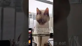 My cat pretends to eat popcorn when i am eating popcorn #Short