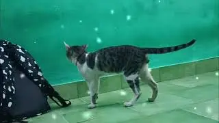 Two cats nice  playing