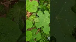 Raindrops on leaves create a visually appealing and refreshing scene in nature