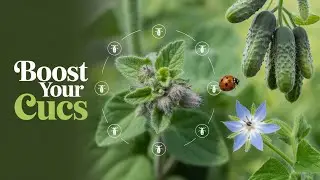 5 Plants That Are PERFECT Neighbors For Cucumbers